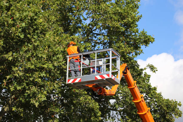 How Our Tree Care Process Works  in Grantsville, UT